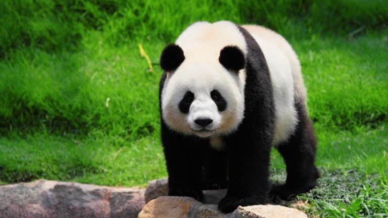 Endangered Pandas