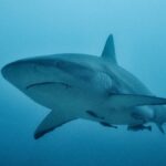 Facts about Sharks
