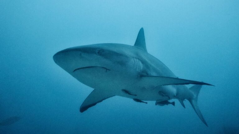Facts about Sharks
