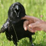 Raven Pet