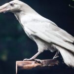 White ravens