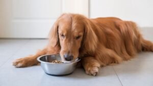 Can dogs eat potato skin