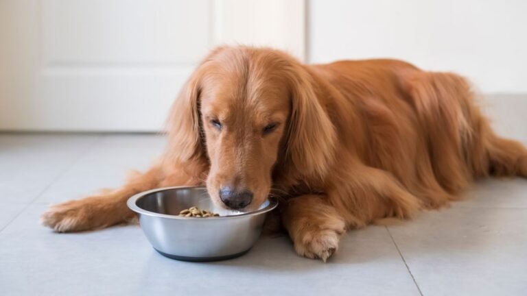 can dogs eat potato skin