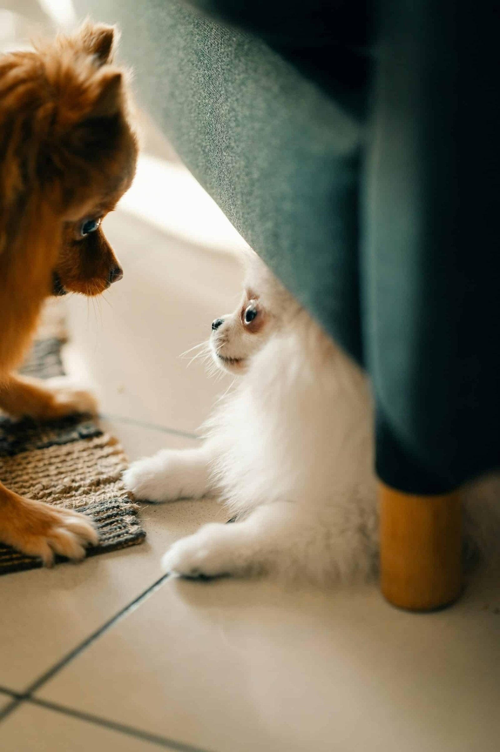 Dog and cat together at home