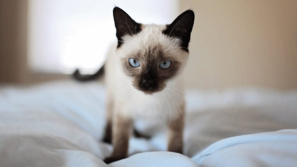 Siamese kitten standing on a bed, looking at the camera