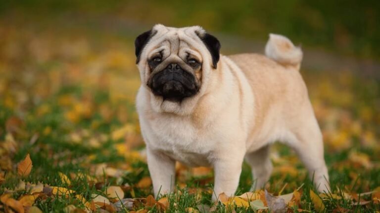 A pug standing on grass covered with autumn leaves, looking toward the camera